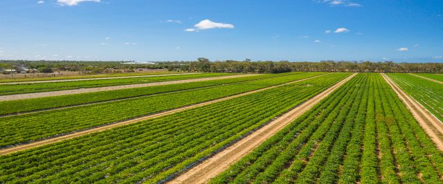 Green farmland on a sunny day.